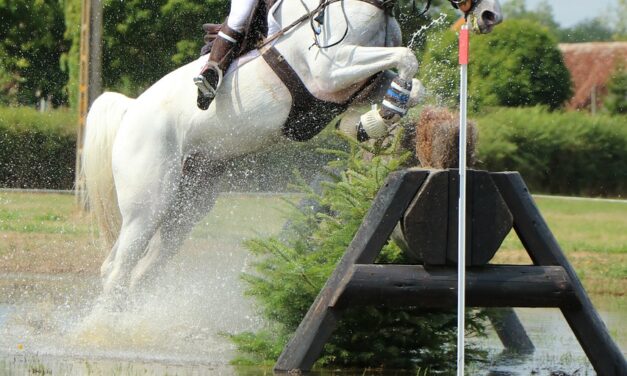 Visite du haras d’Hennebont : que découvrir sur ce site ?