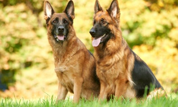 Comment soulager les douleurs de son chien ?